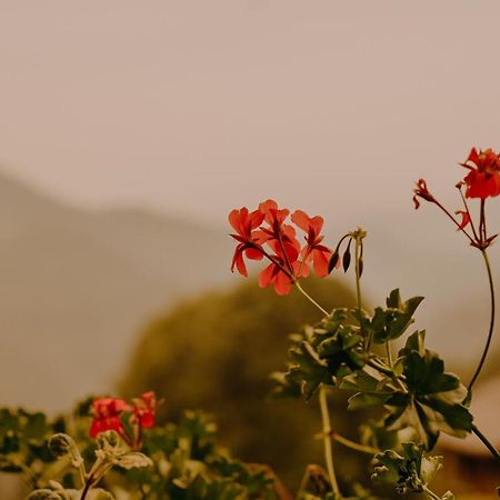 Almhaus Kochjosel Villa Garanas Dış mekan fotoğraf